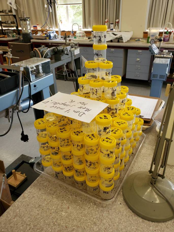A photo taken in a lab of a stack of transparent sample pots with yellow lids. They are each a few cm tall, stacked to form a cuboid about 6x8 pots across and four pots tall, above which the remainder are stacked into a pyramid.